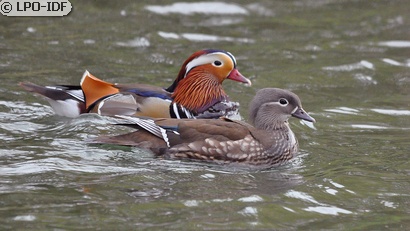 Canard mandarin