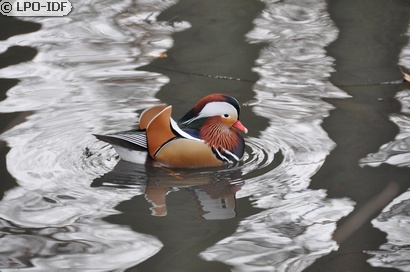 Canard mandarin