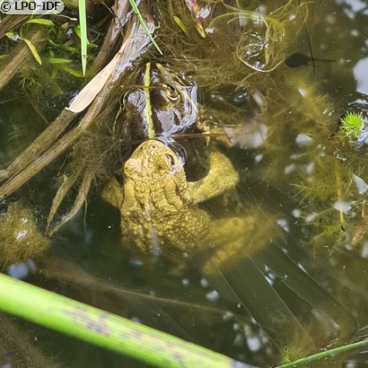 Crapaud commun