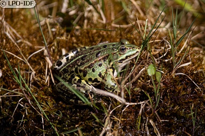 Grenouille rieuse