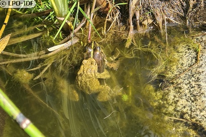 Grenouille rieuse