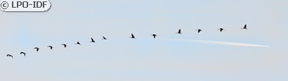 Grue cendrée