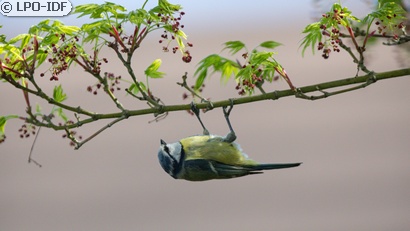 Mésange bleue