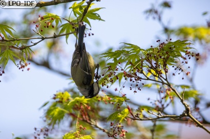 Mésange bleue