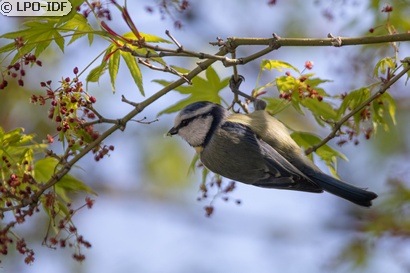 Mésange bleue