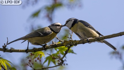 Mésange bleue