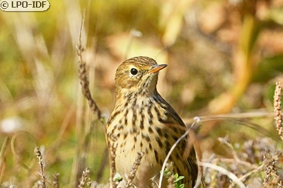 Pipit farlouse