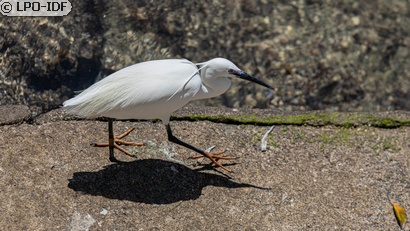 Aigrette garzette