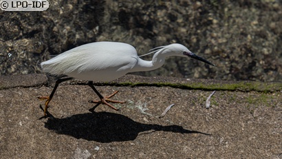 Aigrette garzette