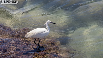 Aigrette garzette