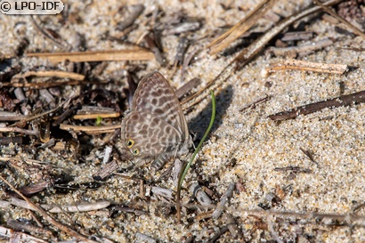 Azuré de la luzerne