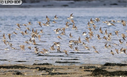 Bécasseau variable