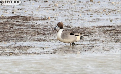Canard pilet