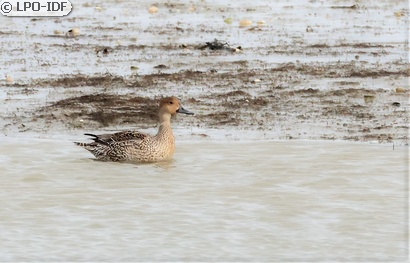 Canard pilet