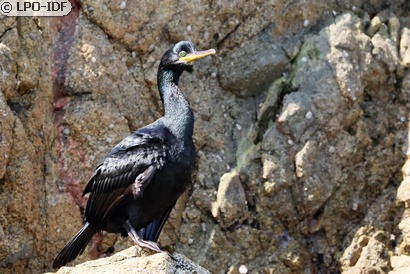 Cormoran huppé
