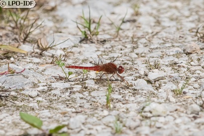 Crocothémis écarlate