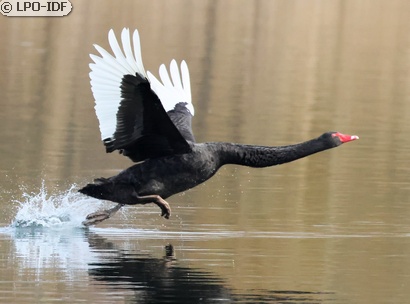 Cygne noir