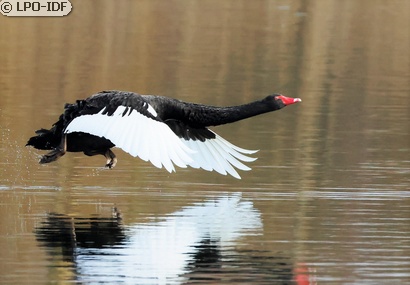 Cygne noir