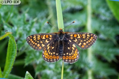 Damier de la succise