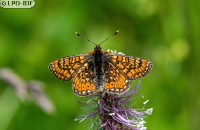 Damier de la succise