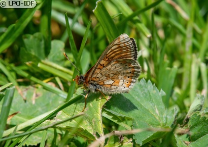 Damier de la succise