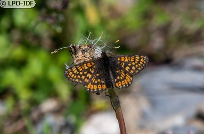 Damier de la succise