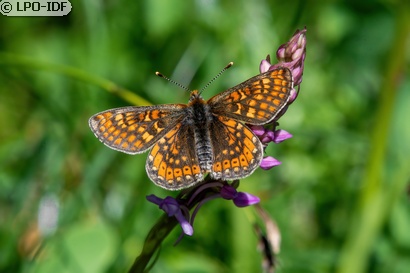 Damier de la succise