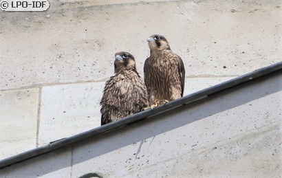 Faucon pèlerin