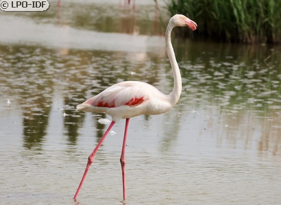 Flamant rose
