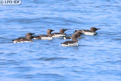 Guillemot de Troïl