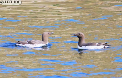 Guillemot de Troïl