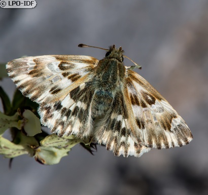 Hespérie de l'épiaire