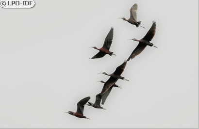 Ibis falcinelle
