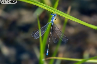 Leste à grands ptérostigmas