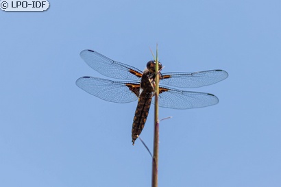 Libellule déprimée