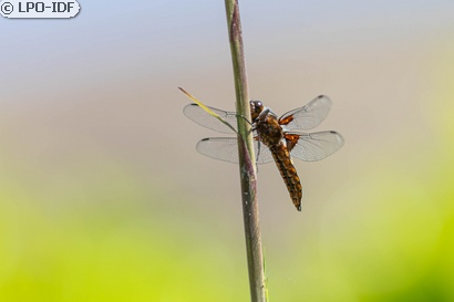 Libellule déprimée