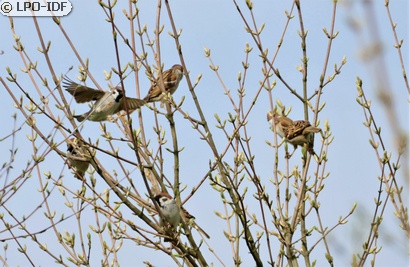 Moineau friquet