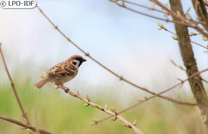 Moineau friquet