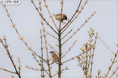 Moineau friquet