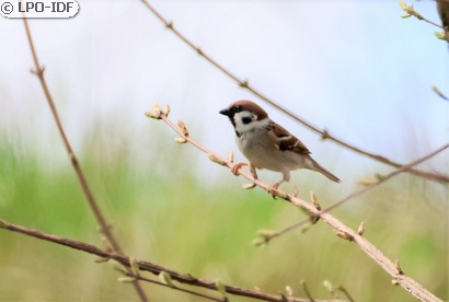 Moineau friquet