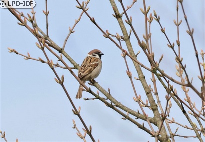 Moineau friquet