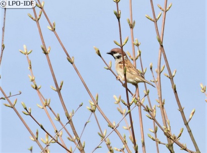 Moineau friquet