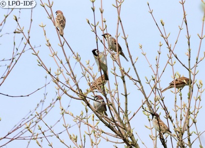 Moineau friquet