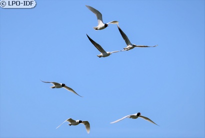 Mouette mélanocéphale