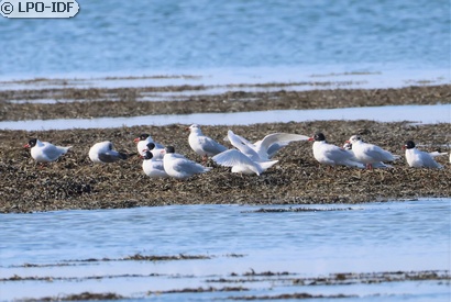 Mouette mélanocéphale