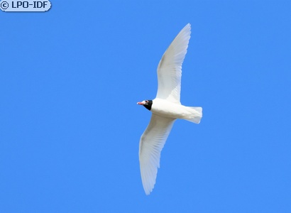 Mouette mélanocéphale