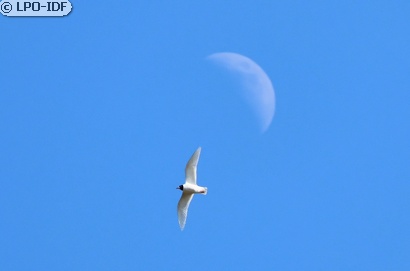 Mouette mélanocéphale