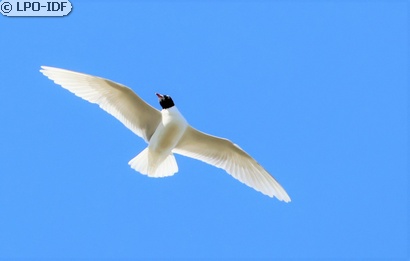 Mouette mélanocéphale