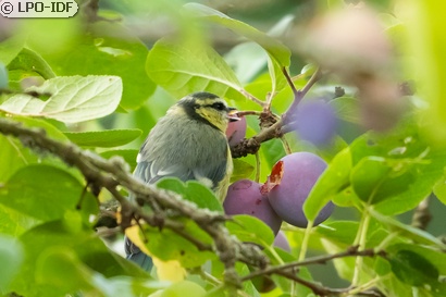 Mésange bleue