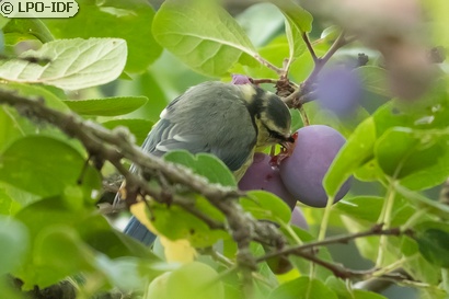 Mésange bleue